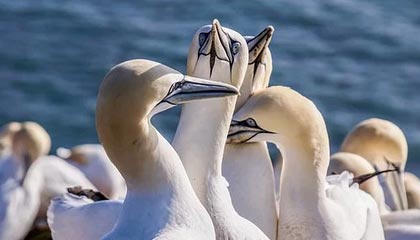 开云官网-女子冰壶世锦赛中国队小组出线，晋级淘汰赛，2022年女子冰壶世锦赛