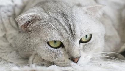 开云体育客服-KPL选手转会合同细节披露，kpl选手转会价格