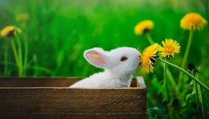 开云体育客服-KPL选手转会合同细节披露，kpl选手转会价格